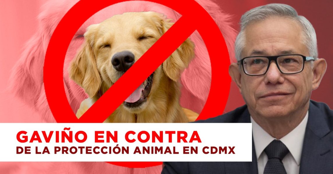 Gaviño en contra de la protección animal en cdmx