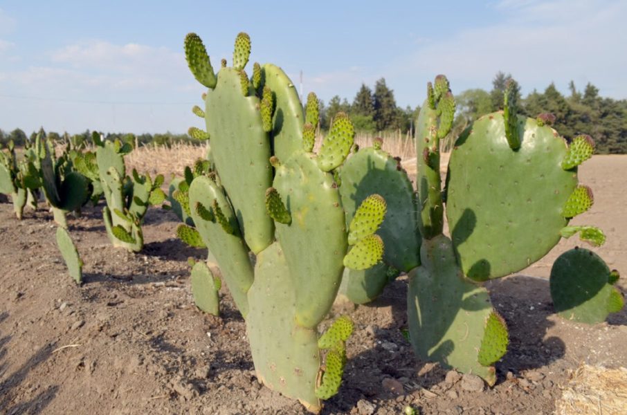 APOYA LA SADER A INDÍGENAS EN LA PRODUCCIÓN DE NOPAL
