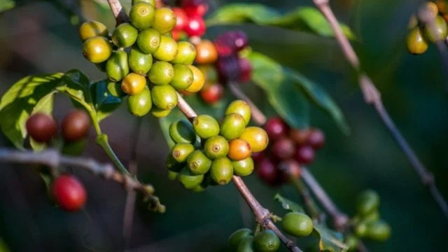 Inflación y crisis climática complican el sector cafetalero en Chiapas: pierden 30% de cosechas