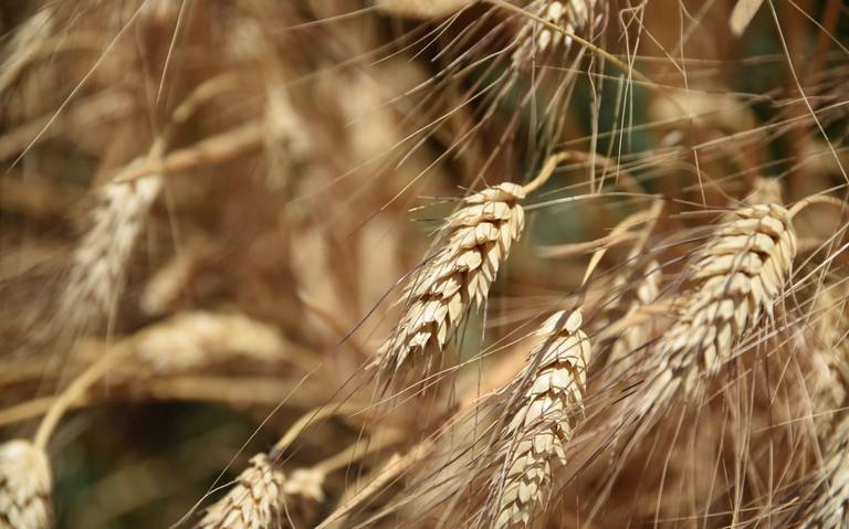 Produce INIFAP trigo más resistente a enfermedades y mayor rendimiento