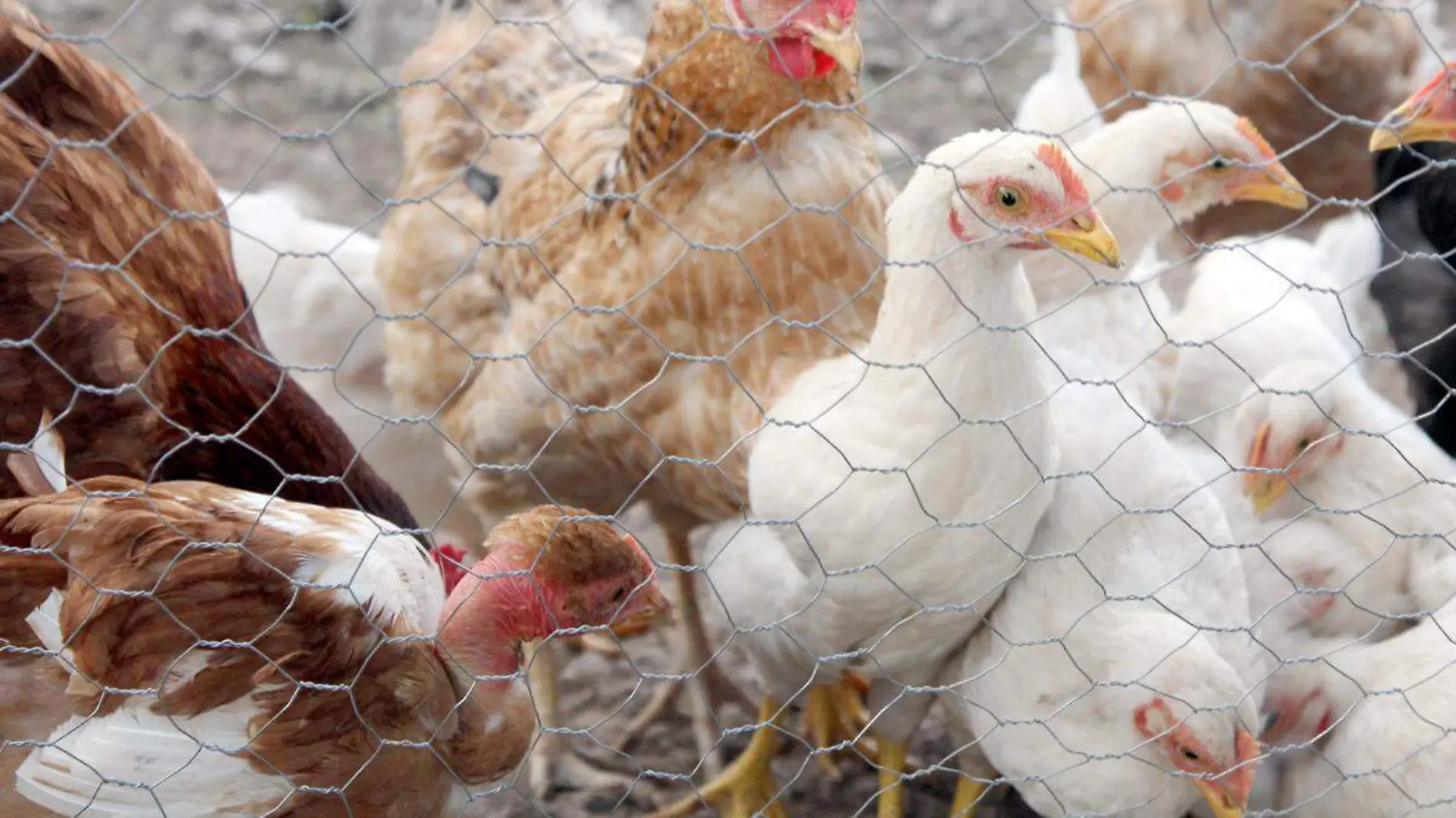 Tras detectar casos en aves, sin casos de gripe aviar en humanos en BC